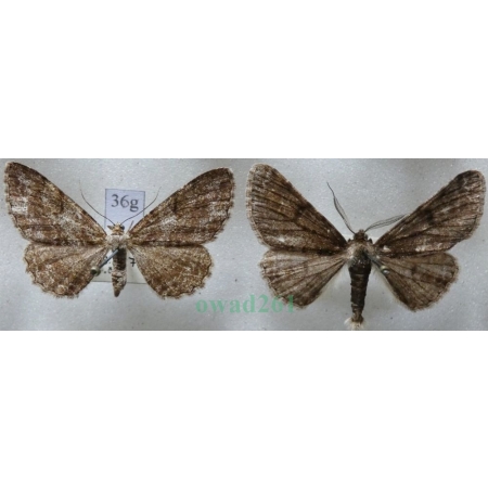 Cleora cinctaria (Denis & Schiffermüller, 1775) pair Przylepek wrzosak Czech36g
